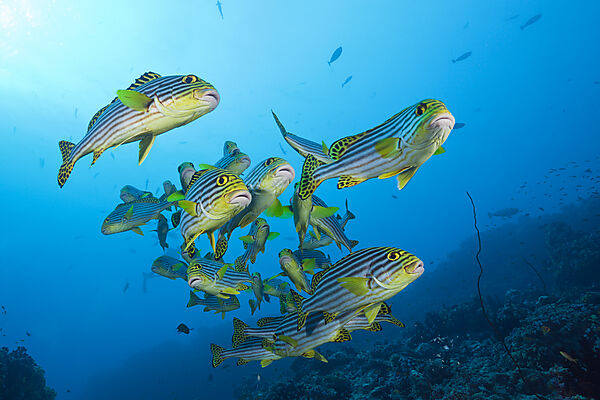 Oriental Sweetlips