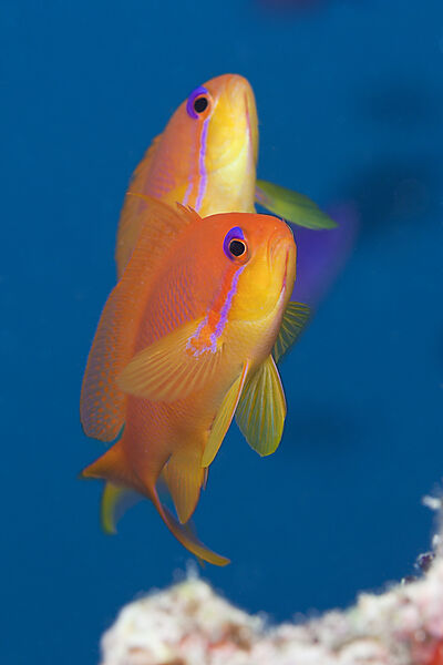 Lyretail Anthias