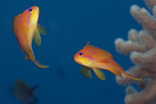 Lyretail Anthias