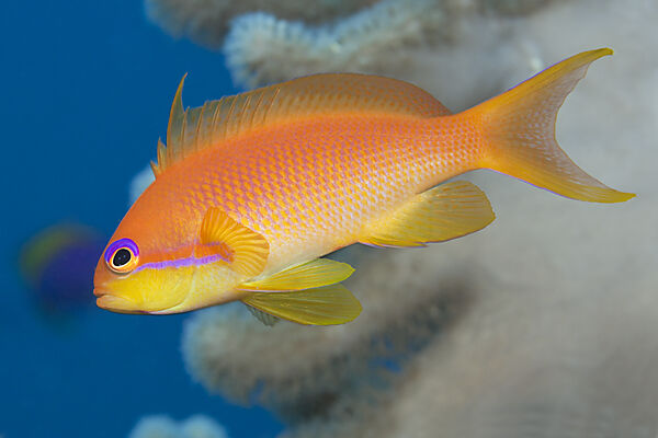 Lyretail Anthias