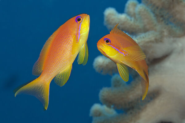 Lyretail Anthias