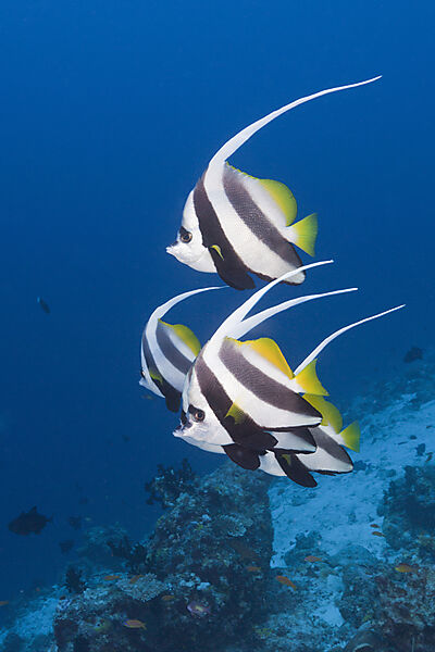 Pennant Bannerfish