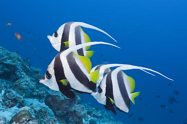 Pennant Bannerfish
