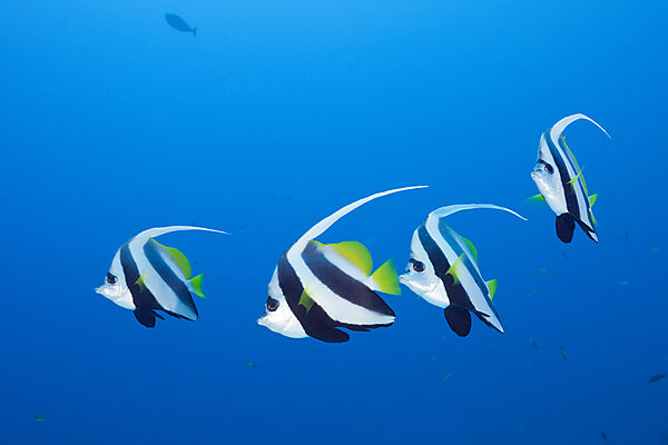Pennant Bannerfish