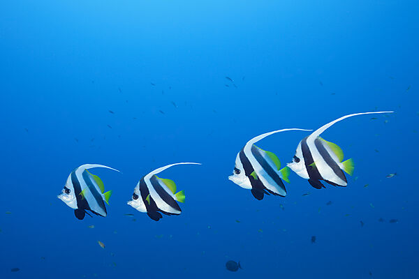 Pennant Bannerfish