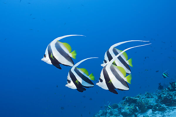 Pennant Bannerfish