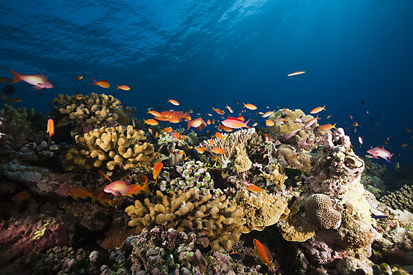 Lyretail Anthias over Coral Reef