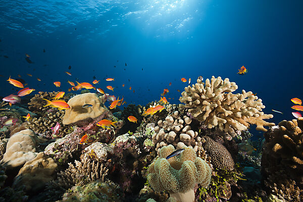Lyretail Anthias over Coral Reef