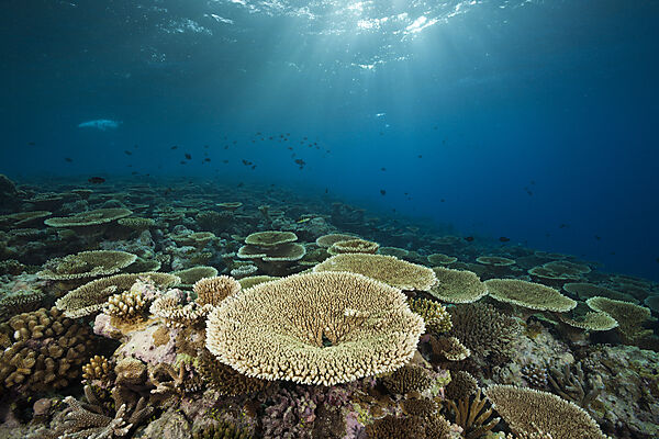Reef of Table Corals