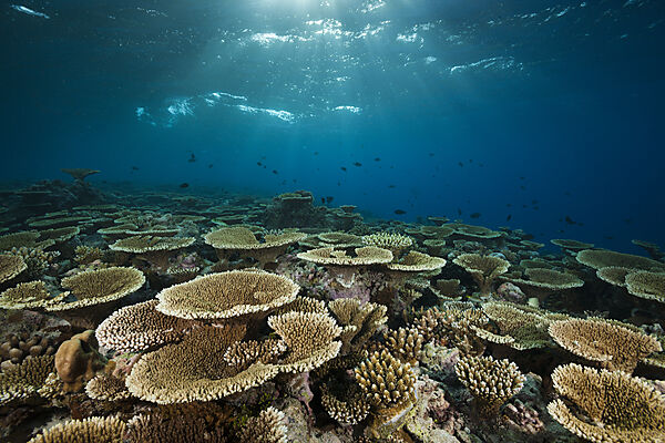 Reef of Table Corals
