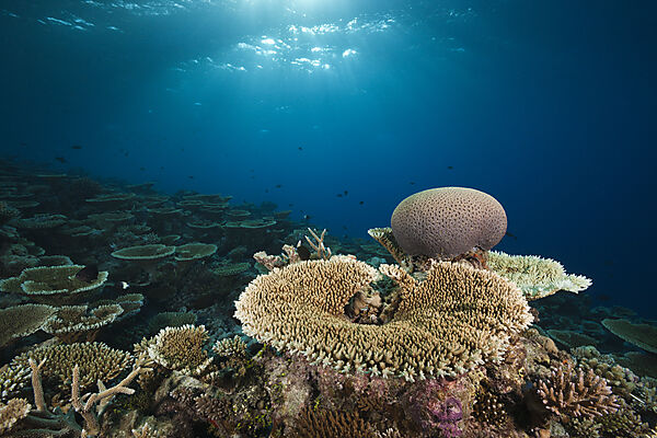 Reef of Table Corals