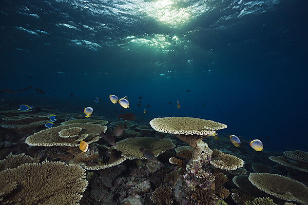 Reef of Table Corals