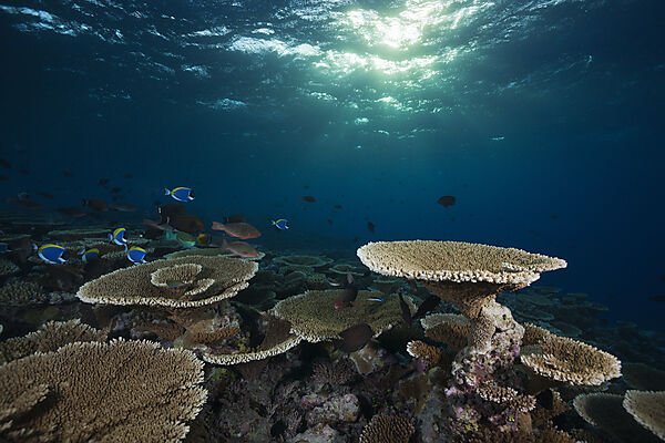 Reef of Table Corals