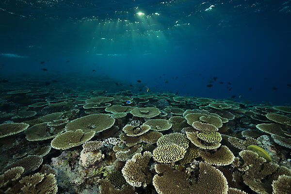 Reef of Table Corals