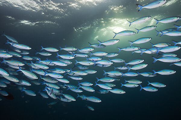 Shoal of Lunar Fusilier