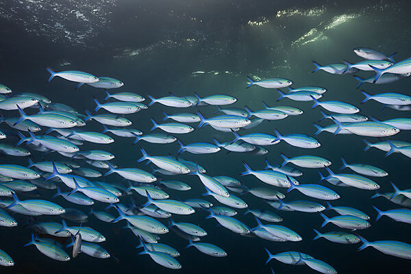 Shoal of Lunar Fusilier