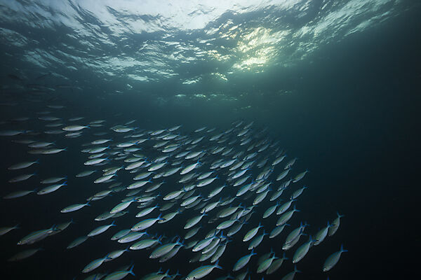 Shoal of Lunar Fusilier