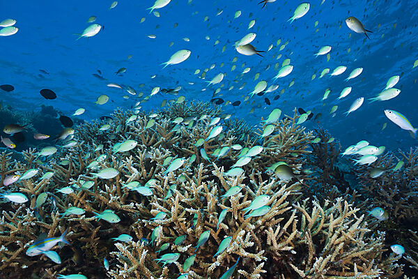Shoal of Chromis over Reef