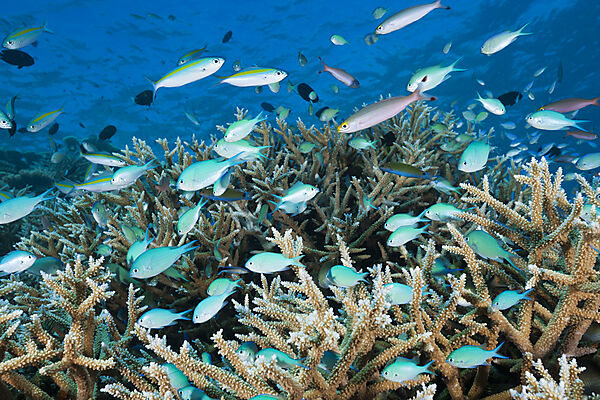 Shoal of Chromis over Reef