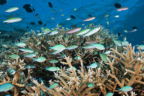 Shoal of Chromis over Reef