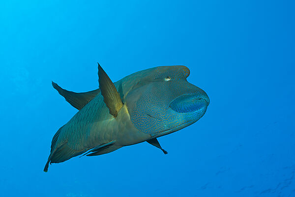 Napoleon Lippfisch