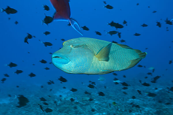 Napoleon Lippfisch