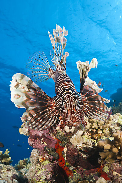 Lionfish over Coral Reef