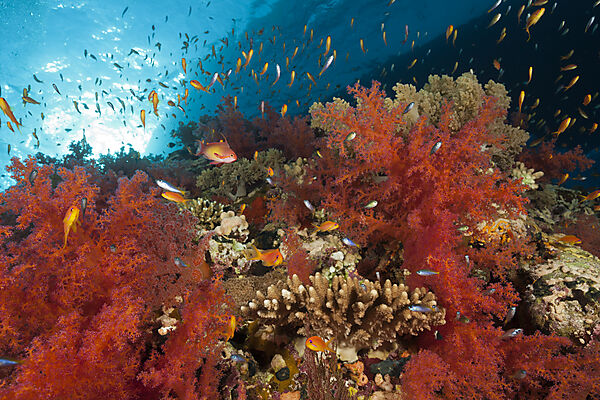 Red Soft Corals