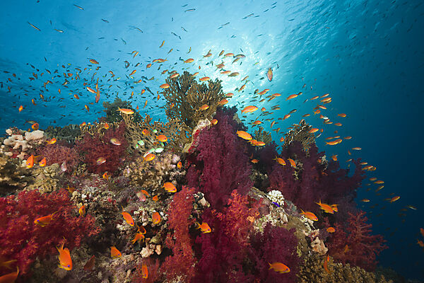 Lyretail Anthias over Reef
