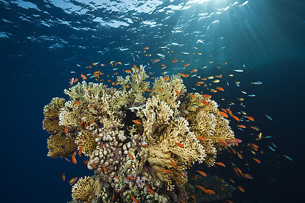 Lyretail Anthias and Fire Corals