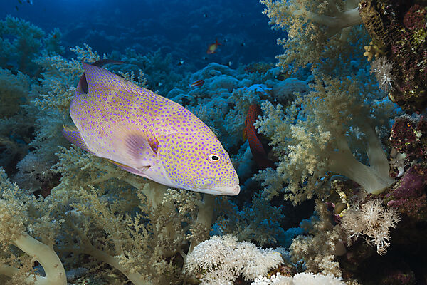 Lyretail Grouper