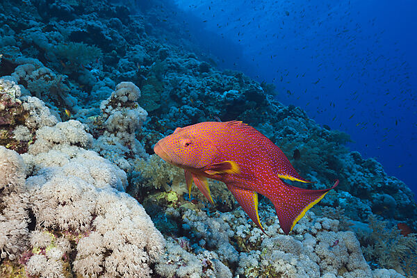Lyretail Grouper