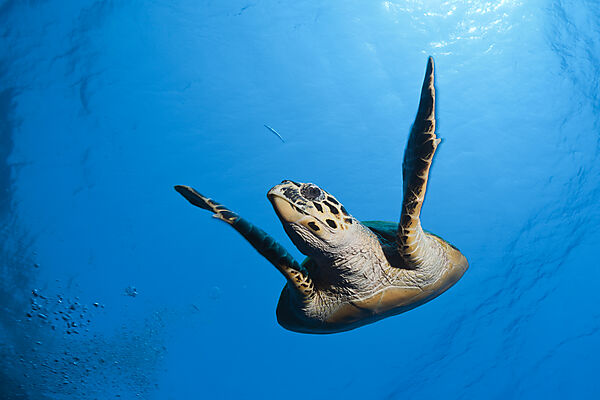 Hawksbill Sea Turtle