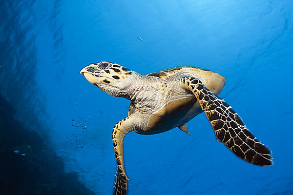 Hawksbill Sea Turtle