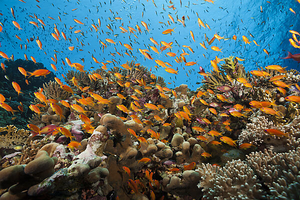 Lyretail Anthias over Reef