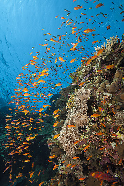 Lyretail Anthias over Reef