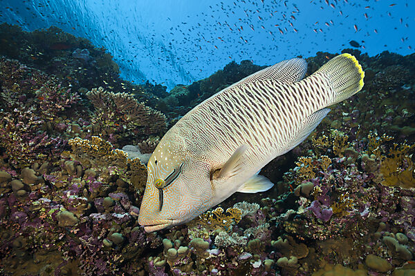 Junger Napoleon Lippfisch