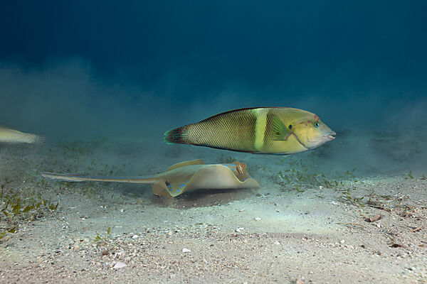 Bluespotted Ribbontail Ray and Clown Coris