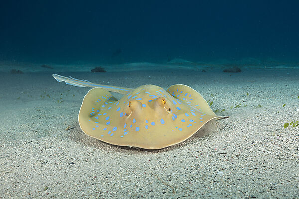 Bluespotted Ribbontail Ray
