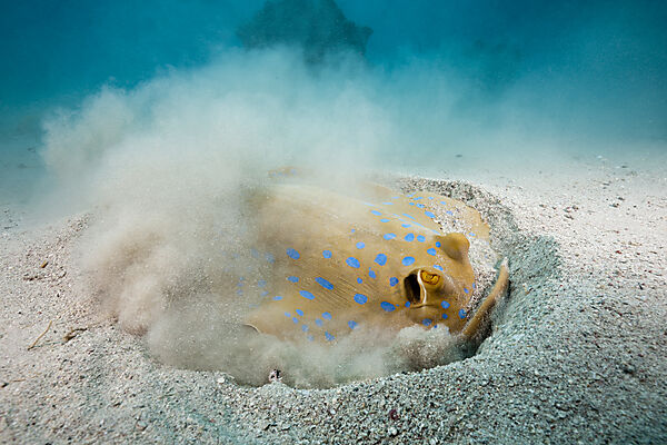 Bluespotted Ribbontail Ray searching for Prey