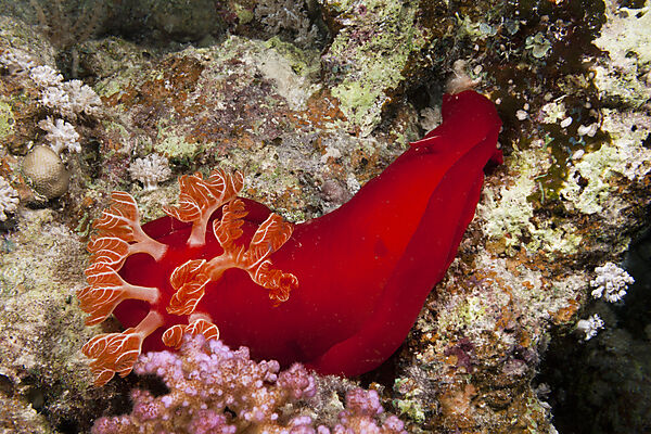 Spanish Dancer