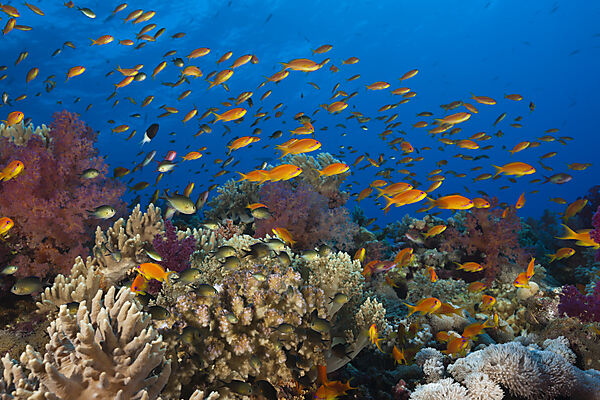 Lyretail Anthias over Reef