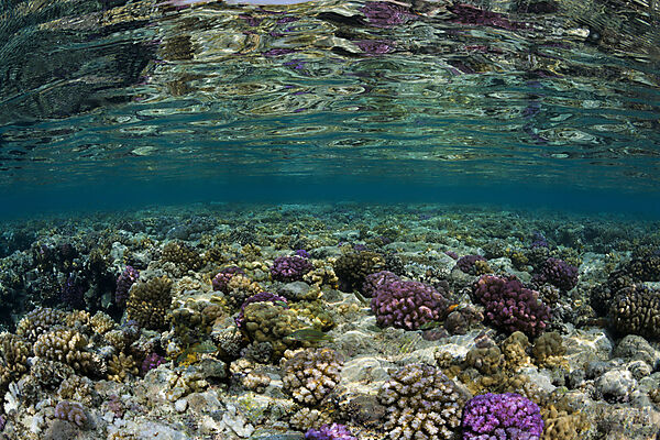 Corals growing on Reef Top