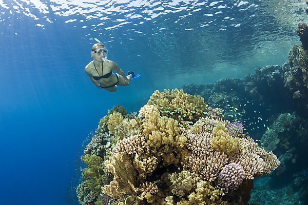 Schnorcheln im Roten Meer