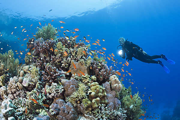 Scuba Diving in Red Sea