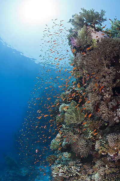 Lyretail Anthias over Reef