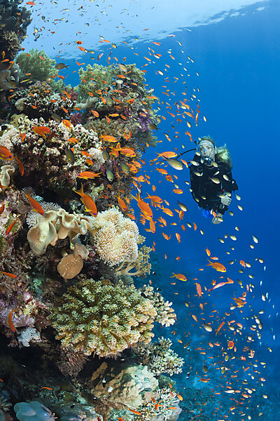 Scuba Diving in Red Sea