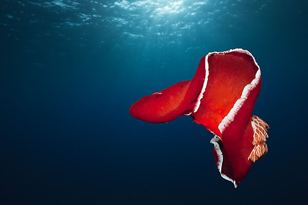 Spanish Dancer