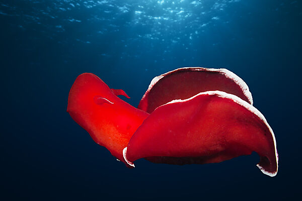 Spanish Dancer
