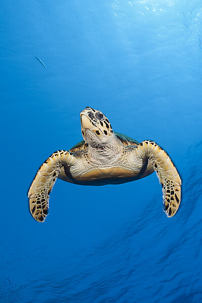 Hawksbill Sea Turtle